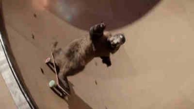 Les Marmottes