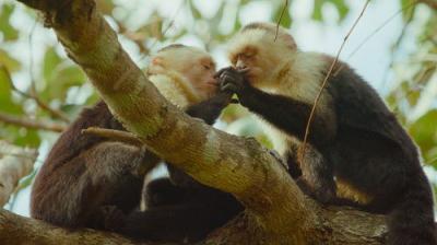 The Secret Lives of Animals