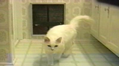 Funniest Pets & People