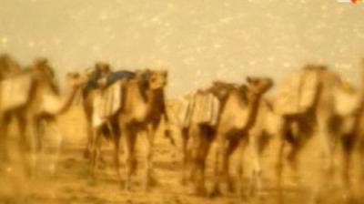 Digging for the Truth