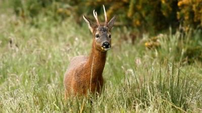 Springwatch