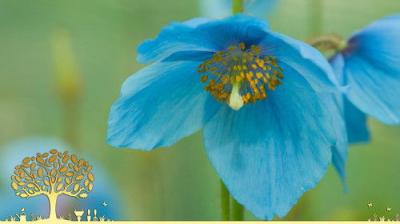 Gardeners' World