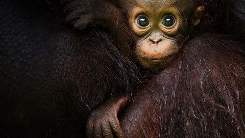 Laukinis rojus filmas žiurėti online