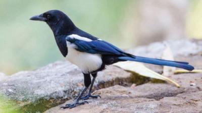 The National Geographic Guide to Birding in North America