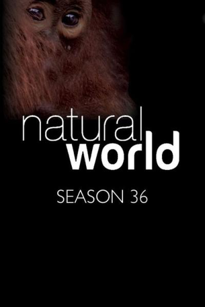 Natural World filmas online