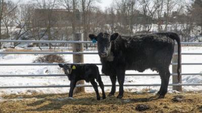 The Incredible Dr. Pol