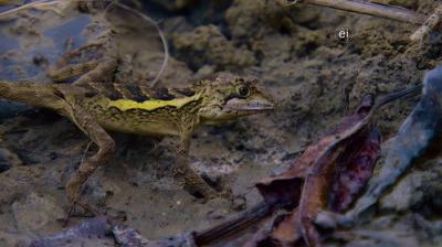 Earth Odyssey with Dylan Dreyer