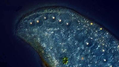 Journey to the Microcosmos