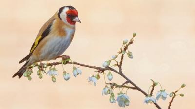 Springwatch