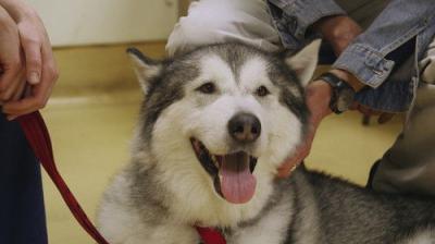 For the Love of Dogs