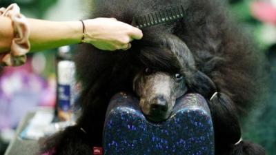 Crufts