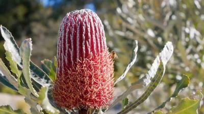 Gardening Australia