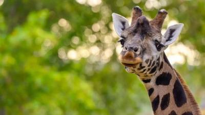 Het Echte Leven in de ZOO
