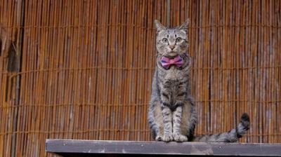 A Cat's-Eye View of Japan