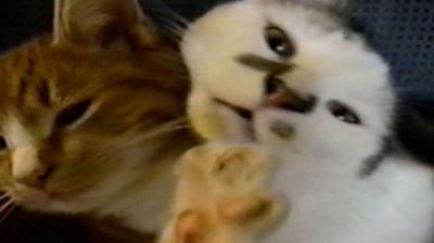Funniest Pets & People