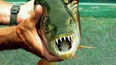 River Monsters