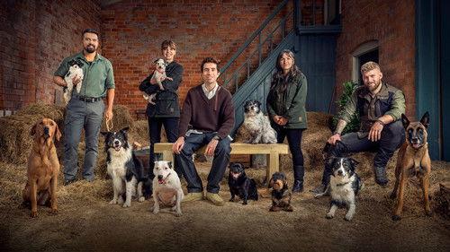 Bad Dog Academy filmas žiurėti online