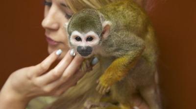 Dr. K's Exotic Animal ER