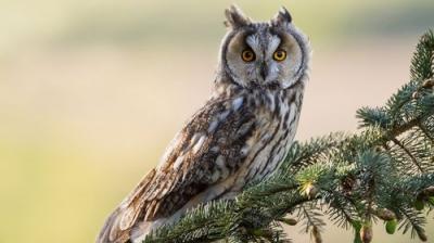 Springwatch