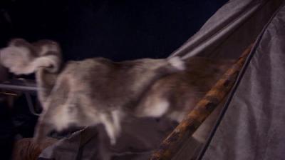 Nissene over skog og hei