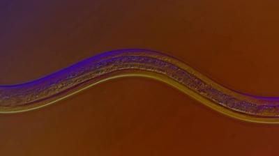 Journey to the Microcosmos