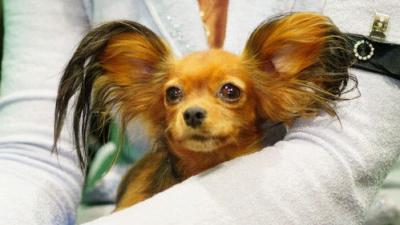 Crufts