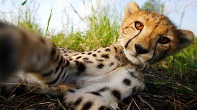 Natural World