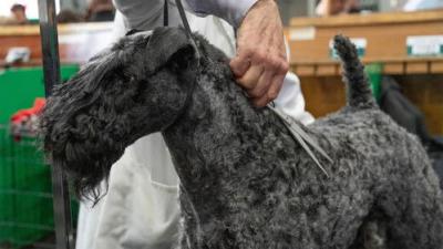 Crufts