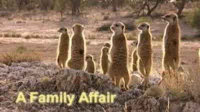 Meerkat Manor