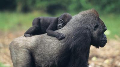 David Attenborough's Natural Curiosities