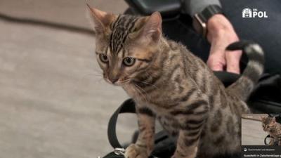 The Incredible Dr. Pol