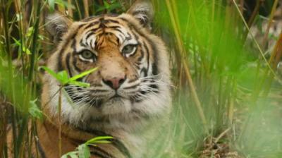 Taronga: Who's Who In The Zoo