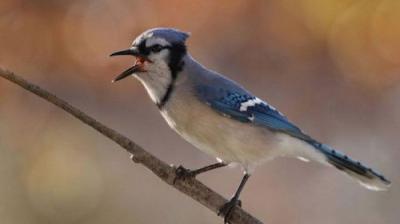 The National Geographic Guide to Birding in North America