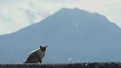 A Cat's-Eye View of Japan
