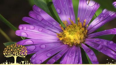 Gardeners' World