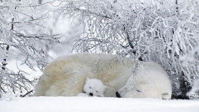 Natural World