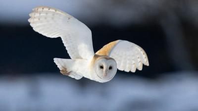 Winterwatch