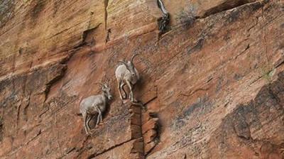 How Do Animals Do That?