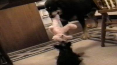 Funniest Pets & People
