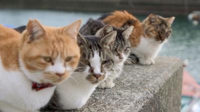 A Cat's-Eye View of Japan