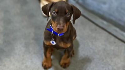 For the Love of Dogs