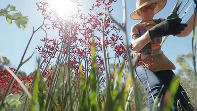 Gardening Australia