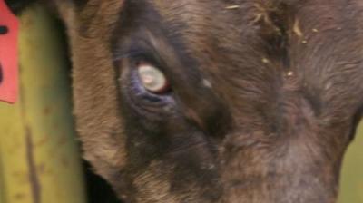 The Secret of Skinwalker Ranch