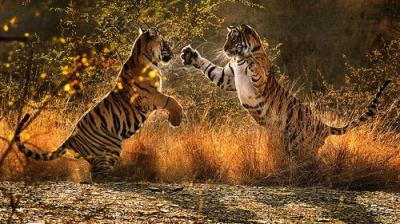 Natural World