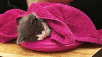 The Incredible Dr. Pol