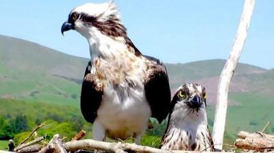 Springwatch