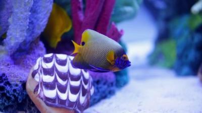 Tanked