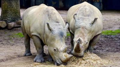 Het Echte Leven in de ZOO