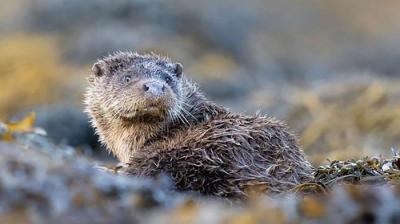 Springwatch