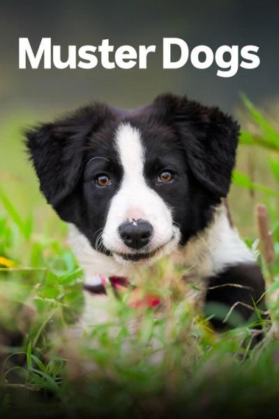 Muster Dogs filmas online